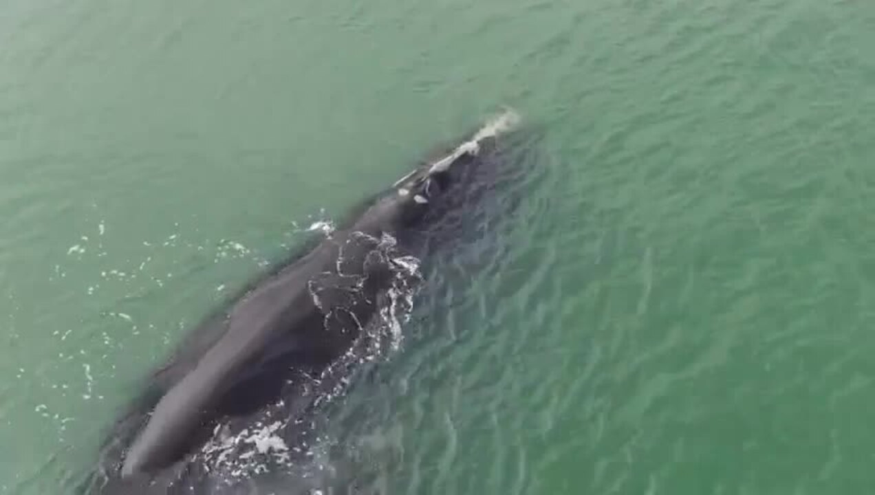 North Myrtle Beach, SC, drone footage of whale off coast Myrtle Beach