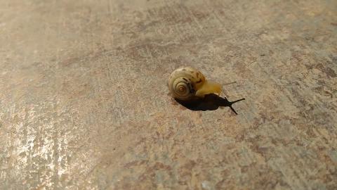 little snail 