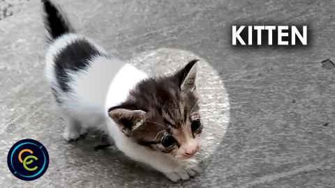 Very curious cute sniffing kitten