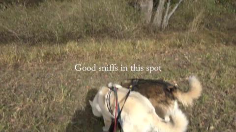 Malamute & Husky leave email for turkey friend