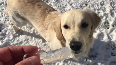 ASMR - Golden Retriever ASMR - Lola munching on Icicles a...