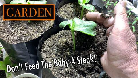  Giant Pumpkins - Feeding Your Seedlings-10K Tomato Conte...