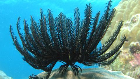 The Feather Starfish