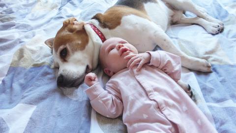 How Protective Dogs Can Be with a Newborn Baby