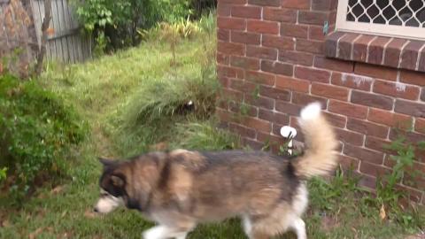 Huskies enjoy a lovely rainy day. Great for the lawn.