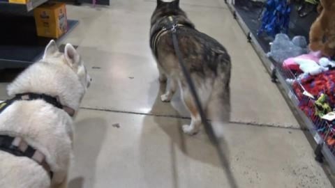 Husky covert shopping & a Beagle