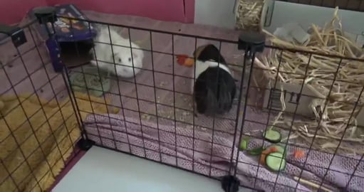 Dinner time for Guinea Pigs & Husky dieting