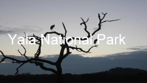 Vlog 7 Sri Lanka wildlife in Yala National Park