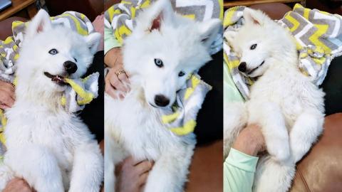 Yes She's A Cute Husky Puppy 