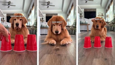 Can My Dogs Find the Treats?