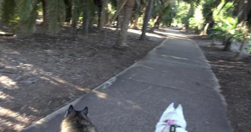 What was in the park that a Husky is after