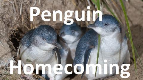 The smallest penguins in the world, coming back home afte...