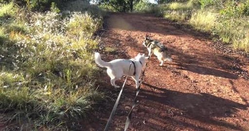 Husky hike in Pechey Forest