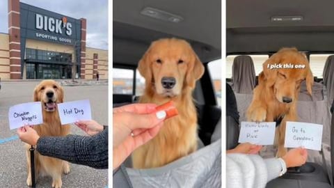 My Dog Does the Flashcard Challenge