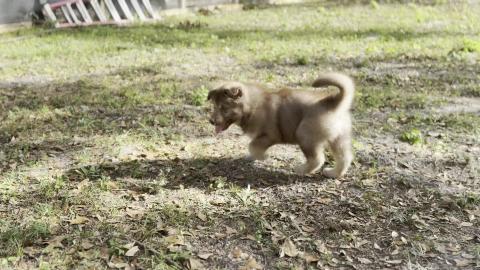 Malamute Puppy & Chickens