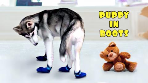 Puppy Tries on Shoes for the FIRST Time! | Funny Puppy Vi...