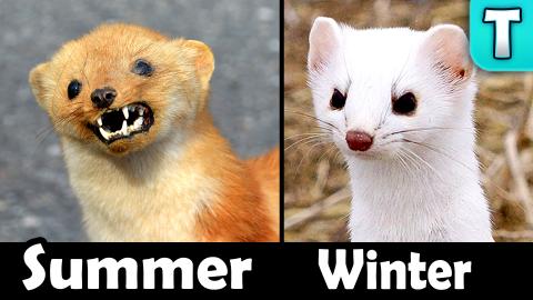 Animals that TURN WHITE in Winter!