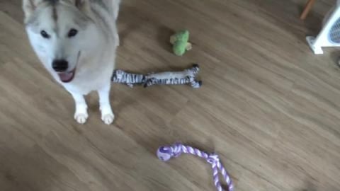 Husky digs up my plants & we have TV reception