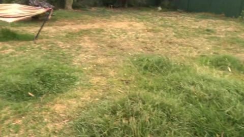 Huskies getting smoked out by Sydney fires