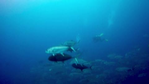 Gigantic whale sharks cruise right through group of scuba...