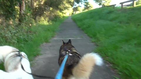 A question from Liza the Malamute