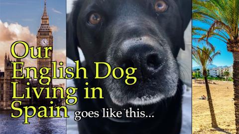 Percy the Labrador is Living in Spain - at the moment