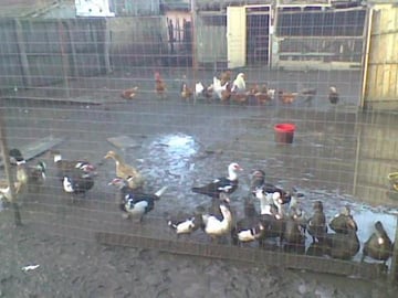 birds and animals !