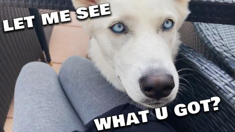 My Dog Always Knows That There Is Something Good!