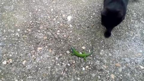 Cat with lizard...(slow action)