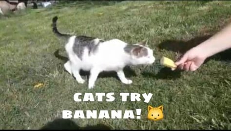 Cats try banana for the first time!