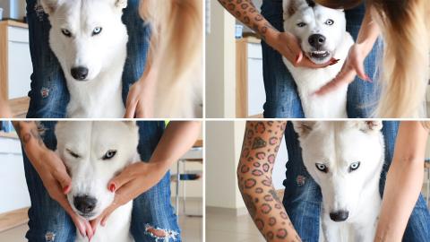 Husky Hates Getting Her Snoot Washed! She preferes to run...