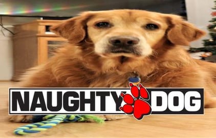 Naughty Dog Steals Orioles Bird Food!