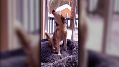 Husky Howls for Treats – Very Insistent | Funny Dogs Vi...