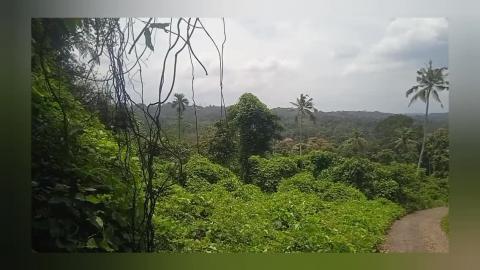 YouRubber trees and rice fields
