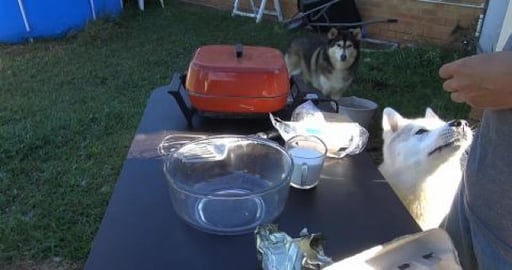 Husky's try French Toast for first time