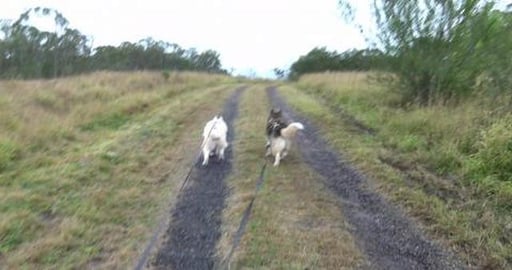 Chasing a Malamute & Husky Chasing Kangaroos