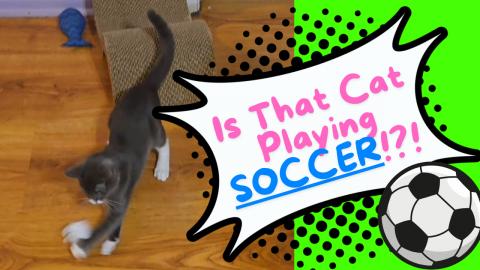 This Cat's Got Game! Soccer: Harley style @harleysadventu...