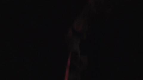 Terrier taking a late night walk