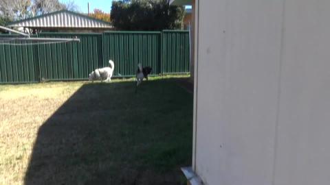 Huskies explore their new yard, yes we are moving