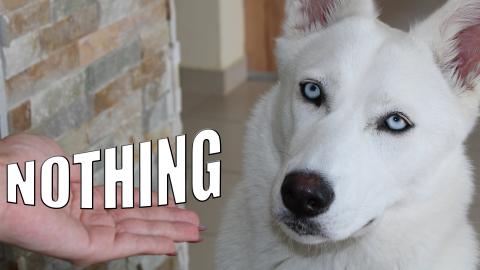 i eat invisible food in front of my dog and she wants som...