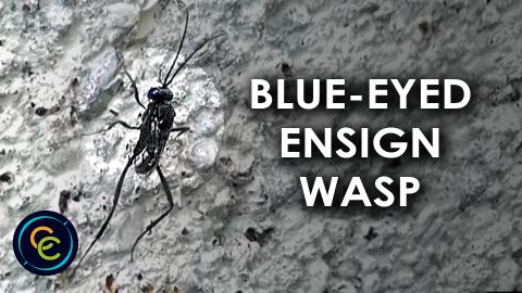 Blue-eyed ensign wasp on the concrete wall