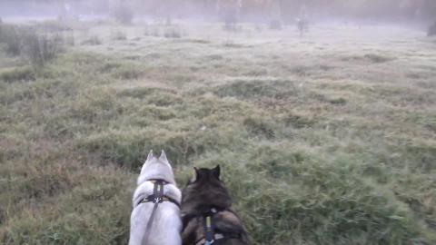 Pea soup morning hike with Husky & Malamute