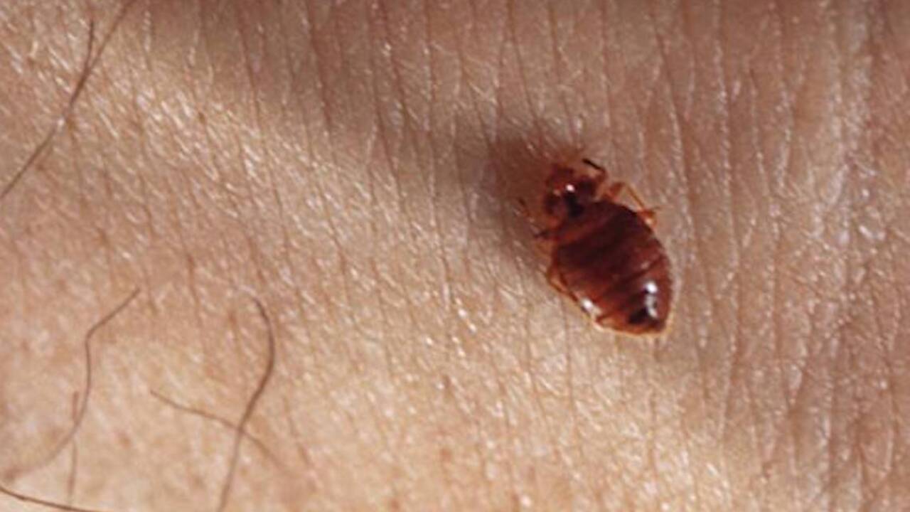 Worst cities for bed bugs? South Carolina has 1, Orkin says The State