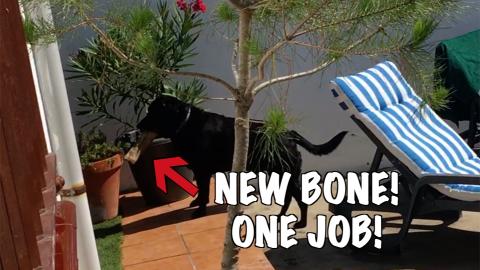 Percy the Labrador and his bone.