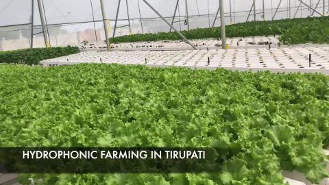 HYDROPHONIC FARMING IN INDIA .... WE HAVE STARTED NEWLY _...