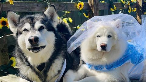 Malamute & Husky Get Married