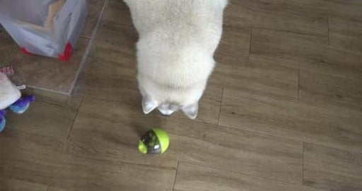 Wolf & TIkaani enjoying Aunt Bonnie's present with yogurt...