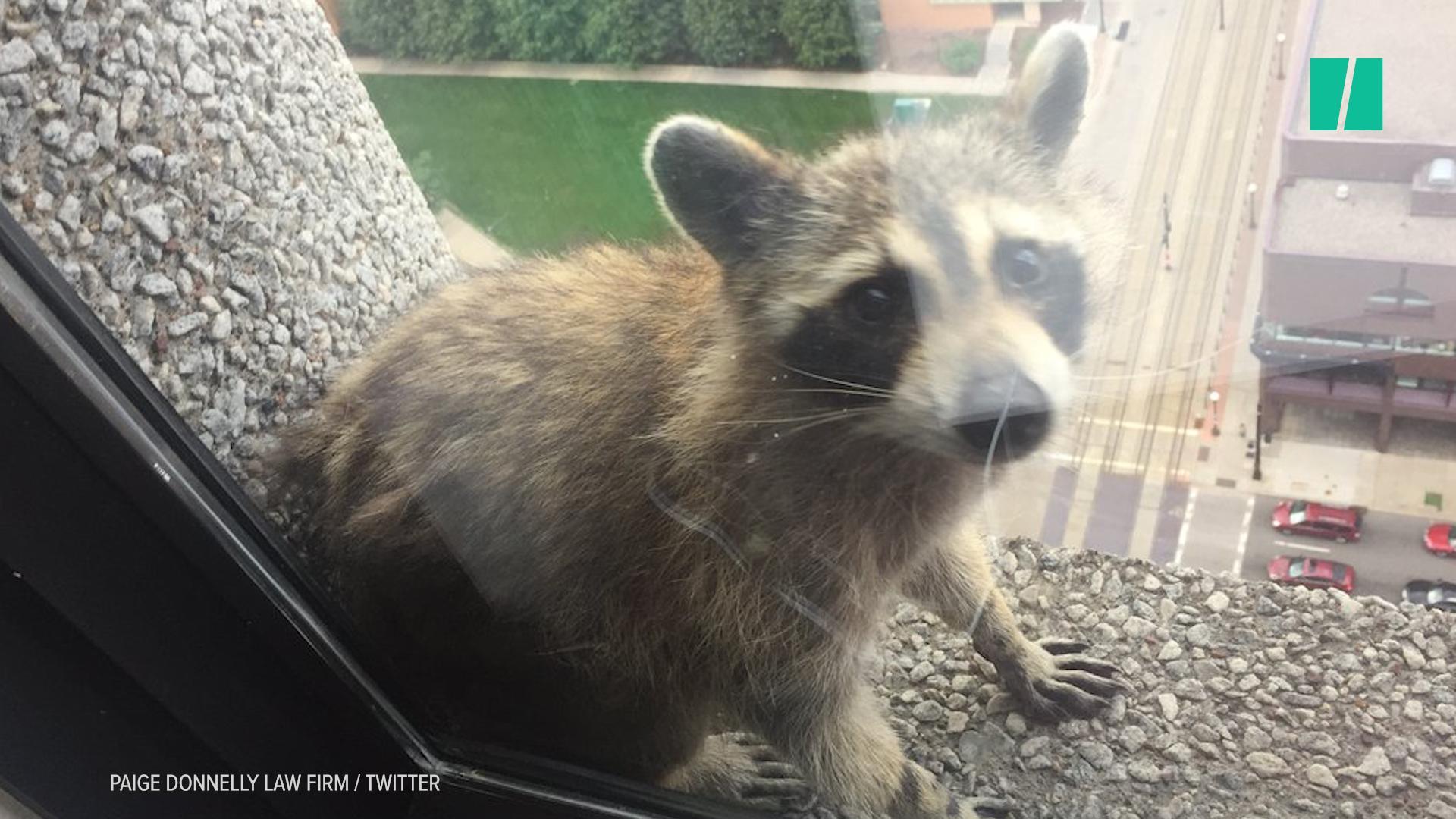 High-Climbing Raccoon Finally Reaches Top Of St. Paul Skyscraper And ...