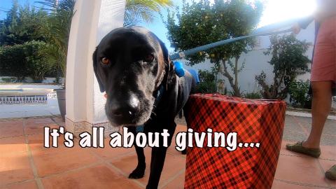 Christmas with Percy The Labrador