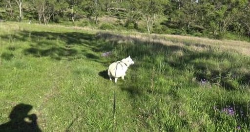 Excited Husky chasing Kangaroos